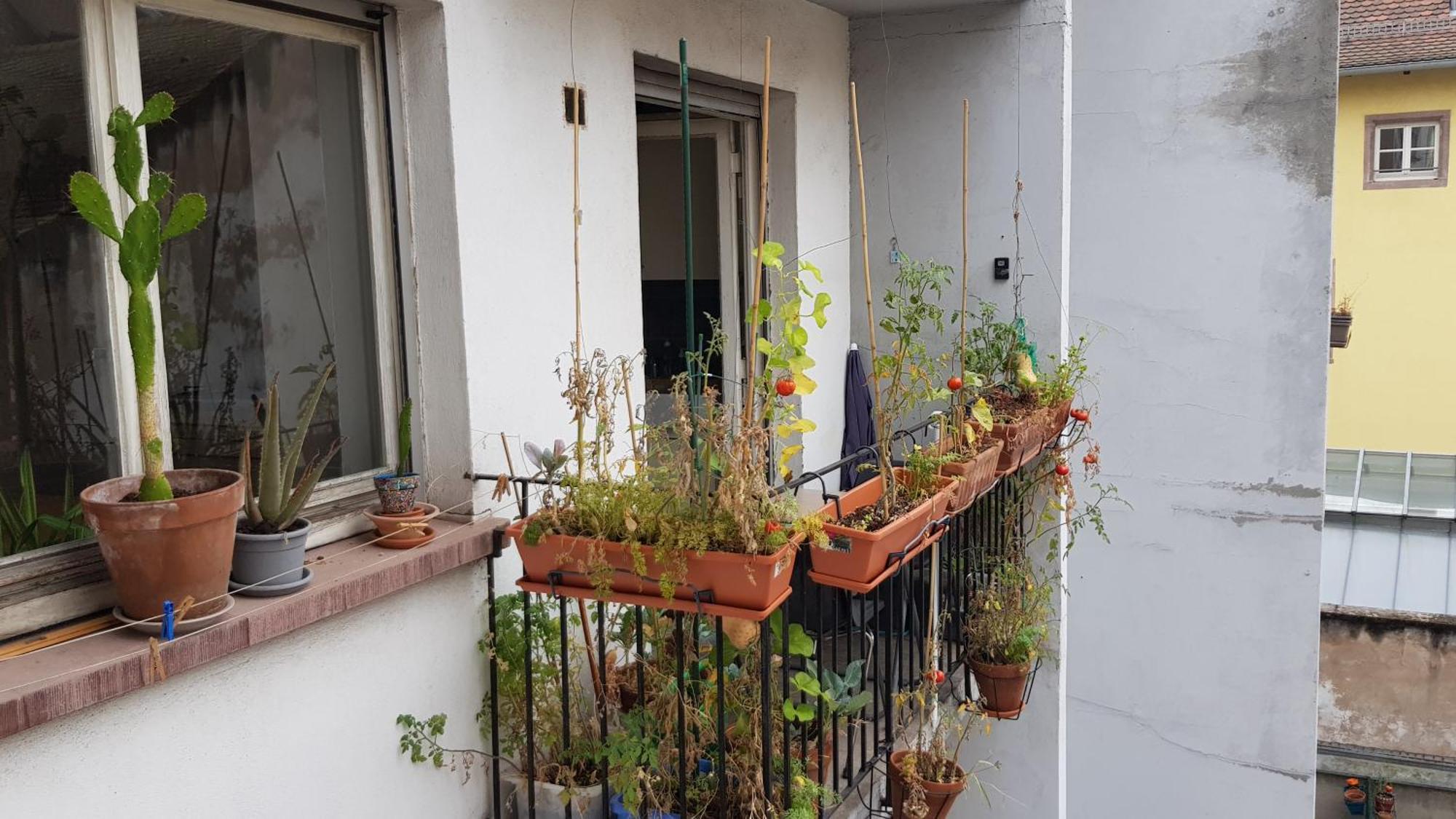 La Puisatiere 80 M2 Estrasburgo Exterior foto